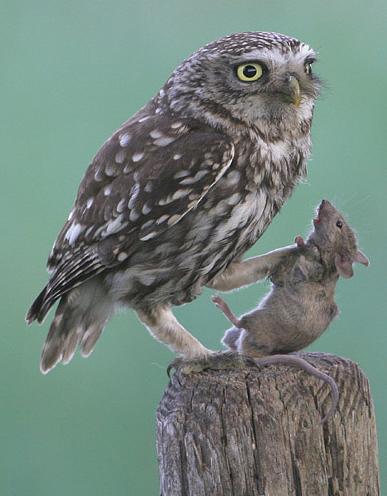 Домовой сыч - Athene noctua (лат.)