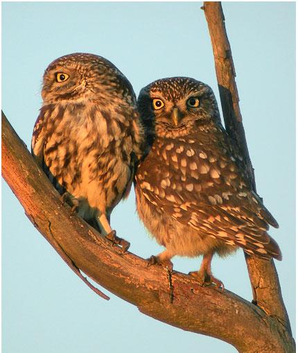 Домовый сыч - Athene noctua (лат.)